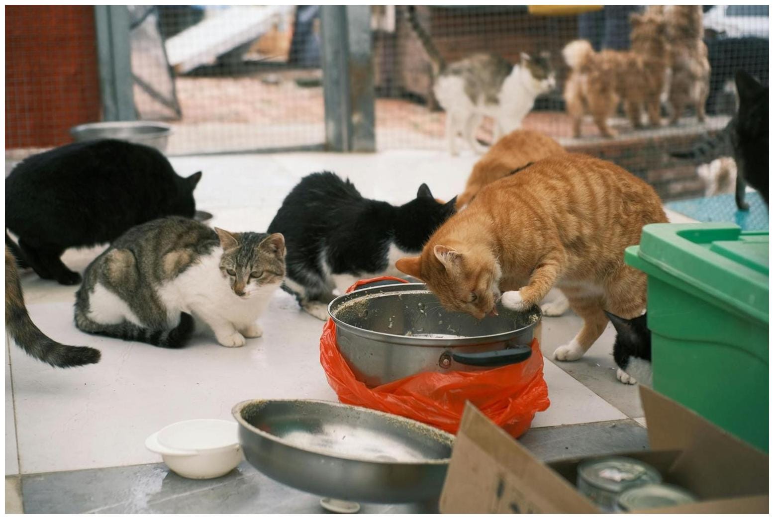 Effingham County Animal Shelter Beyond Capacity, Asking For Emergency Fosters - Effingham Radio