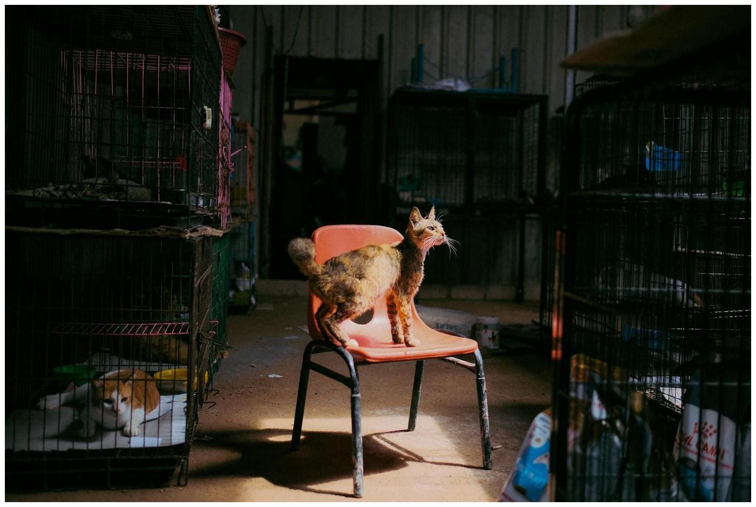 7 Essential Ways to Help: Effingham Cat Fosters Needed Now