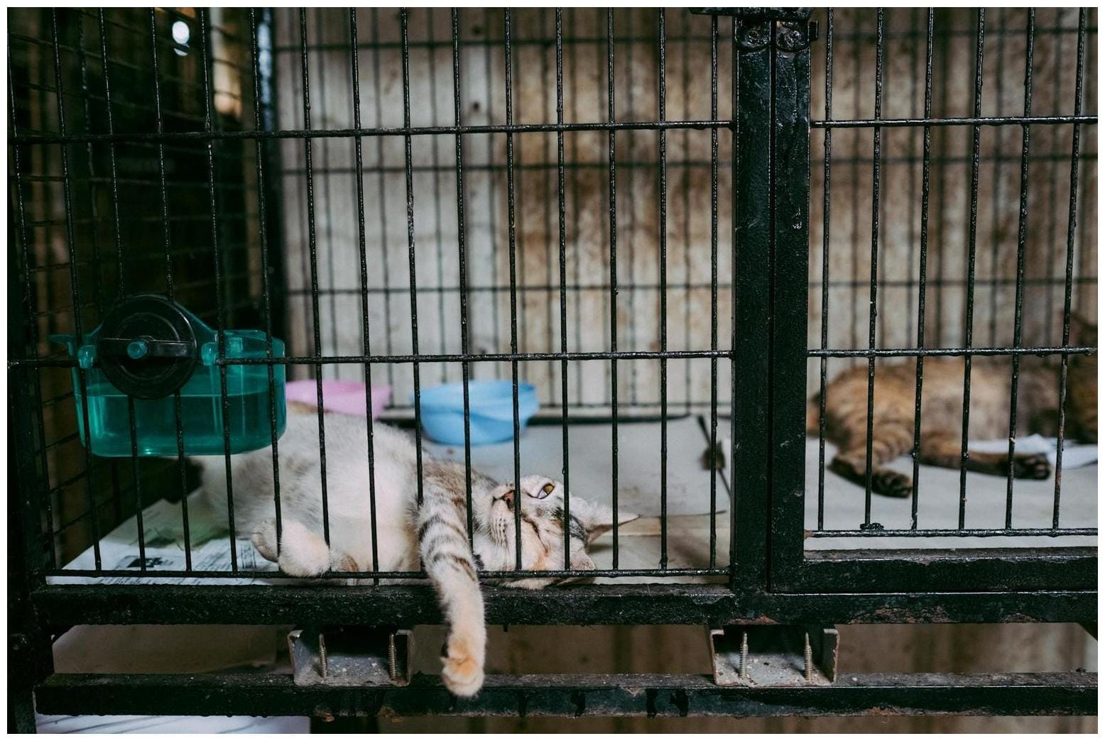 Emergency Cat Kitten Fosters: 7 Essential Ways to Help Your Local Shelter