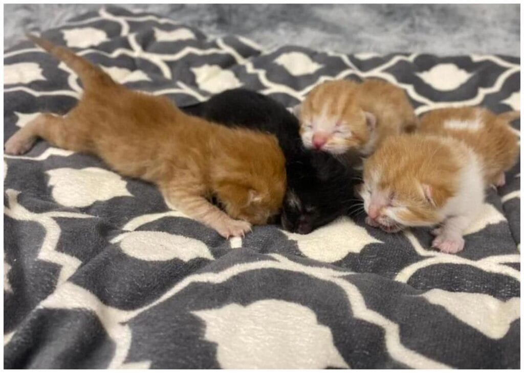 Emergency Cat Kitten Fosters: 7 Essential Ways to Help Your Local Shelter