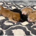 Emergency Cat Kitten Fosters: 7 Essential Ways to Help Your Local Shelter