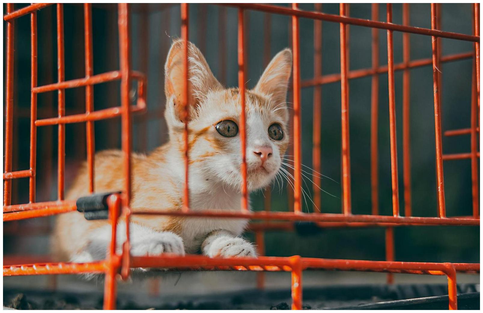 ‘Beyond Code Red’: Effingham Animal Shelter looking for emergency cat, kitten fosters - Yahoo