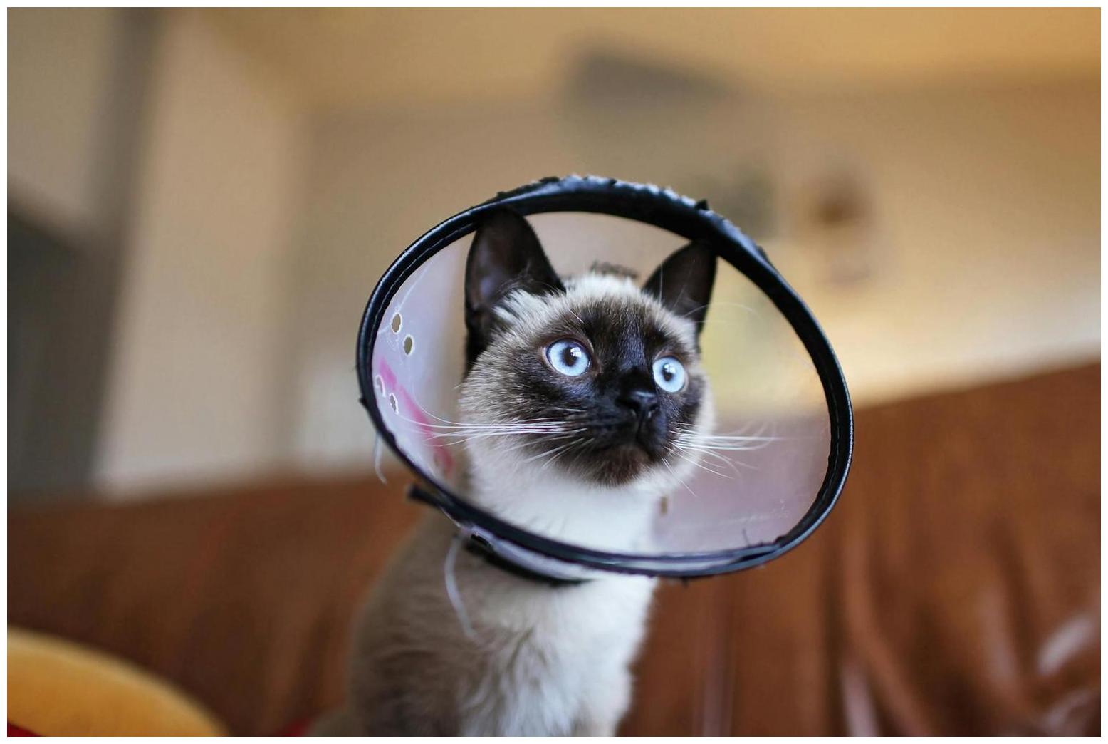 7 Hilarious Moments: English Cream Golden Retriever Protecting Bird from Cat