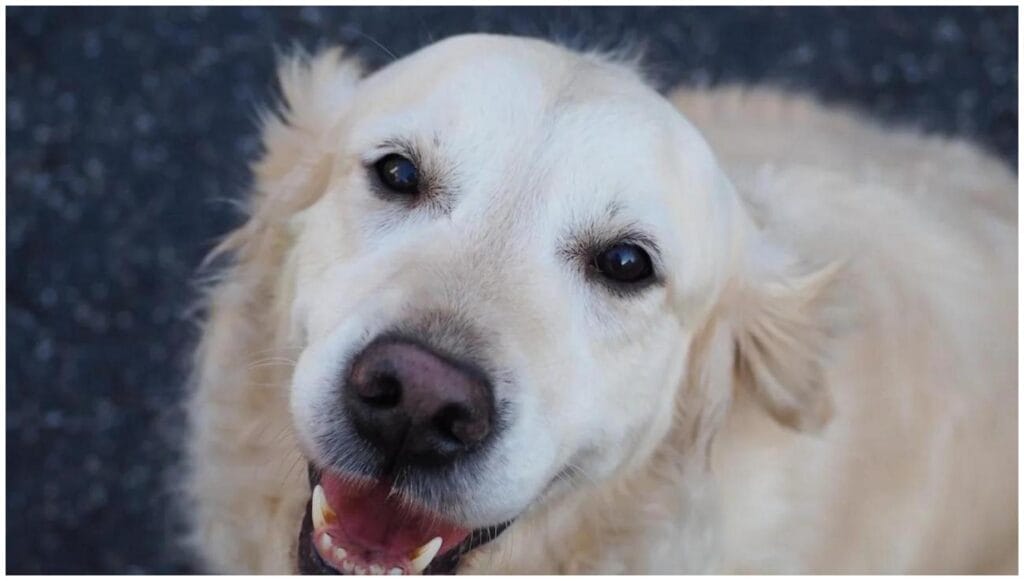 7 Hilarious Moments: English Cream Golden Retriever Protecting Bird from Cat