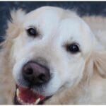 7 Hilarious Moments: English Cream Golden Retriever Protecting Bird from Cat