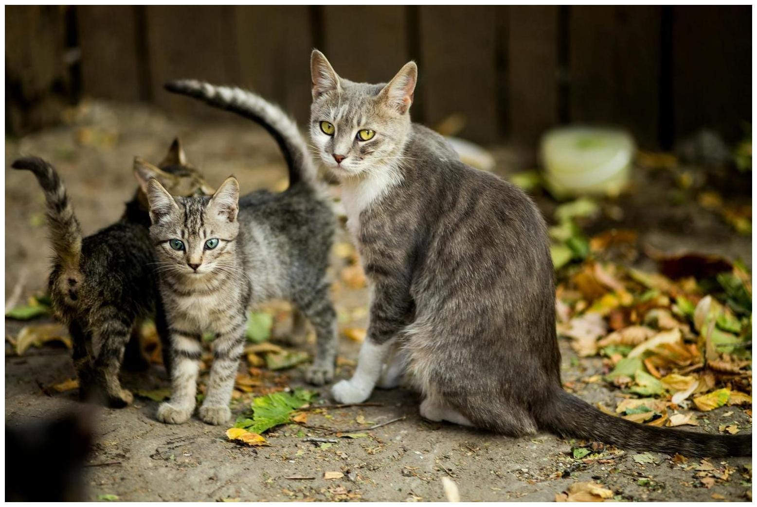 English Cream Golden Retriever Protecting Bird Baby From Cat Is Looney Tunes-Worthy - Yahoo