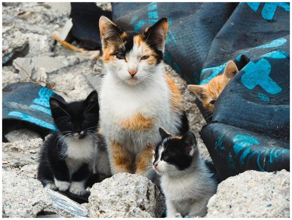 Amazing Family Rescue Cat Story: 5 Weeks to an Unexpected Surprise