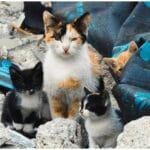 Amazing Family Rescue Cat Story: 5 Weeks to an Unexpected Surprise
