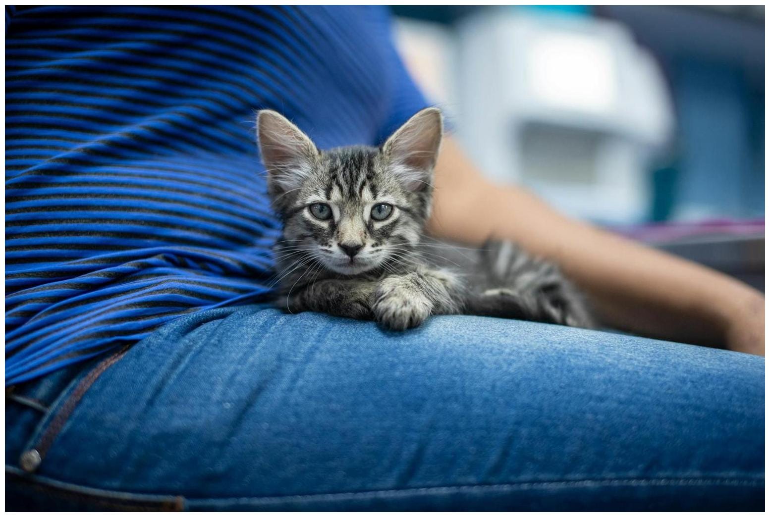 Family Rescue ‘Starving’ Stray Cat—Weeks Later They Notice Something Odd - Newsweek