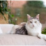 Fluffy‑Cat Breeds: 6 Vet‑Recommended Favorites – The Ultimate Guide