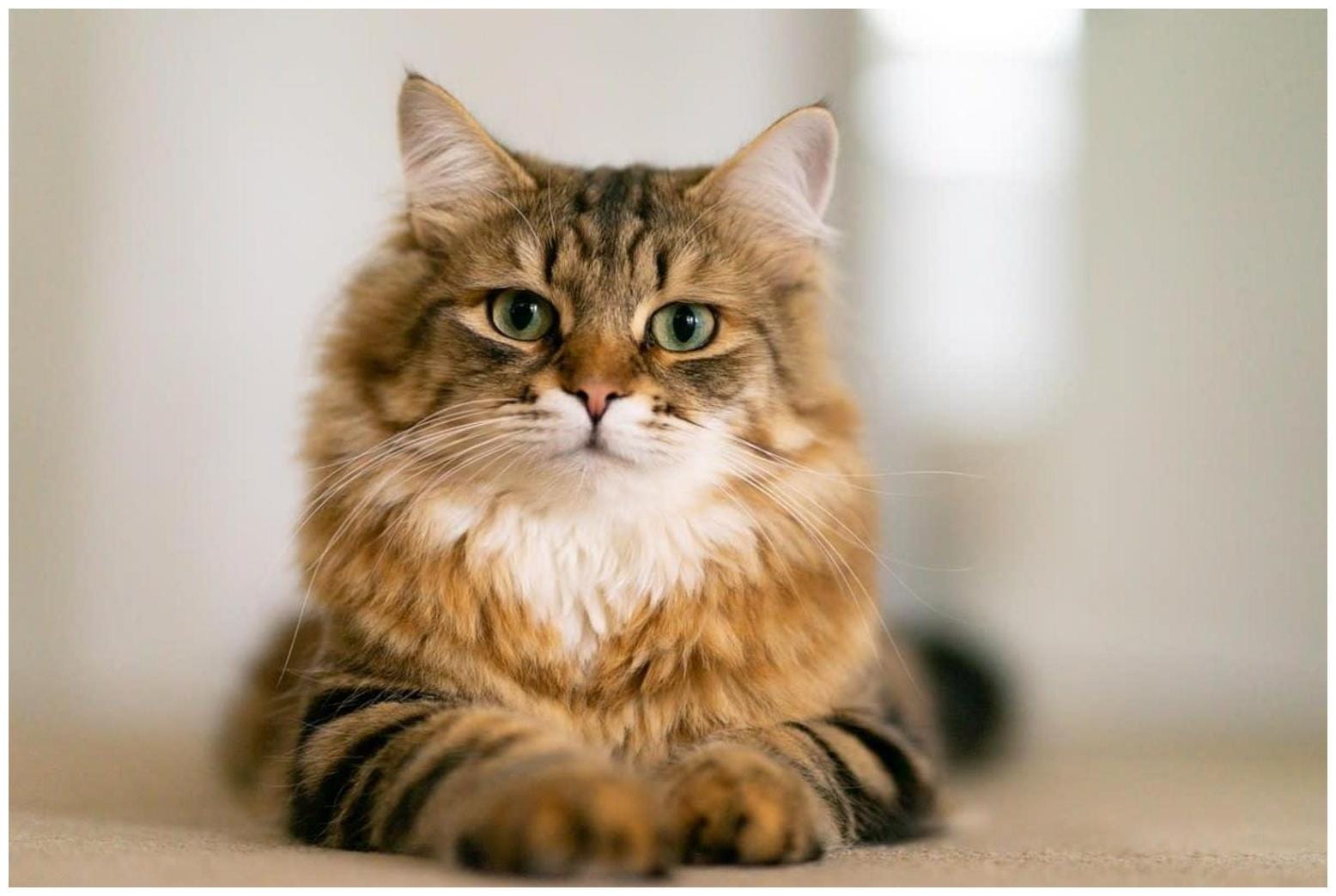 The 6 Fluffiest Cat Breeds, According to Vets - AOL.com