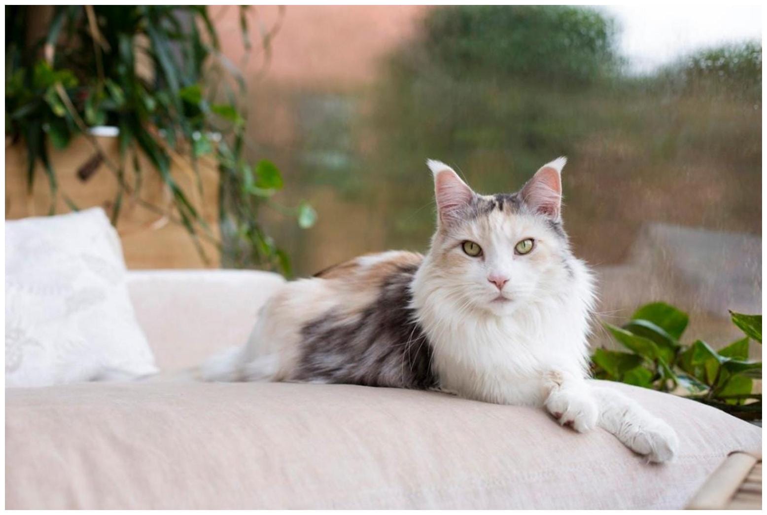 Fluffy‑Cat Breeds: 6 Vet‑Recommended Favorites – The Ultimate Guide