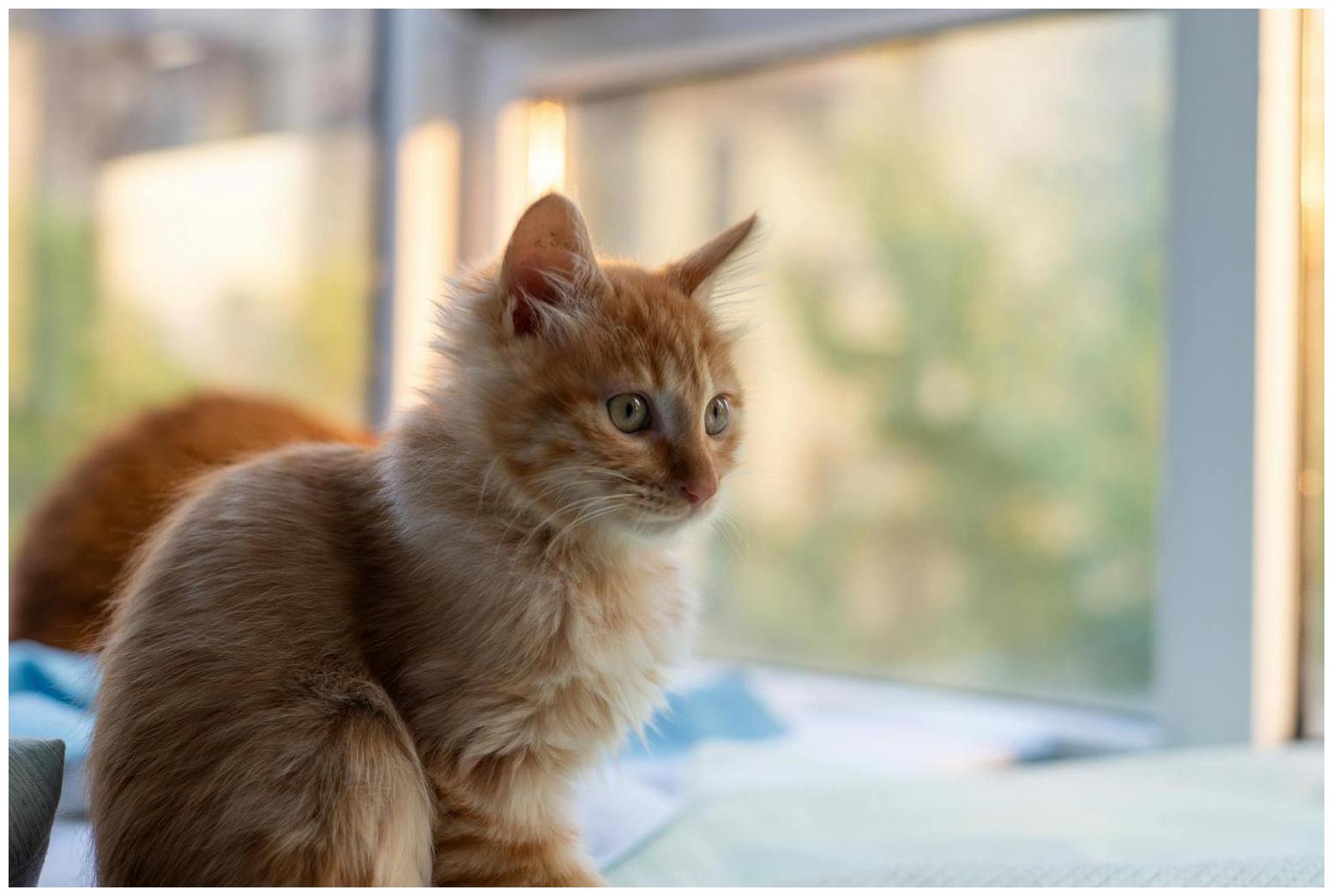 2 Remarkable Patience: How 4 Cats Patiently Waiting Revealed Their Hidden World