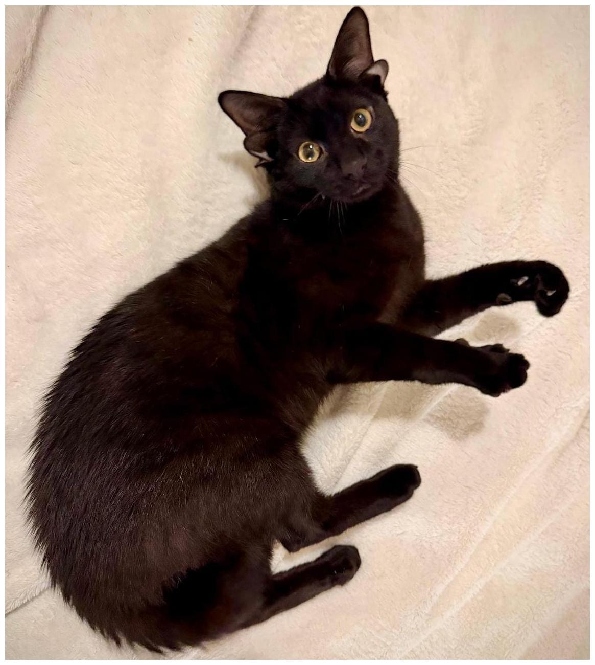 Four-Eared Cat Adoption: 5 Essential Tips for Prospective Cat Parents