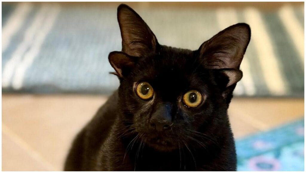 Four-Eared Cat Adoption: 5 Essential Tips for Prospective Cat Parents