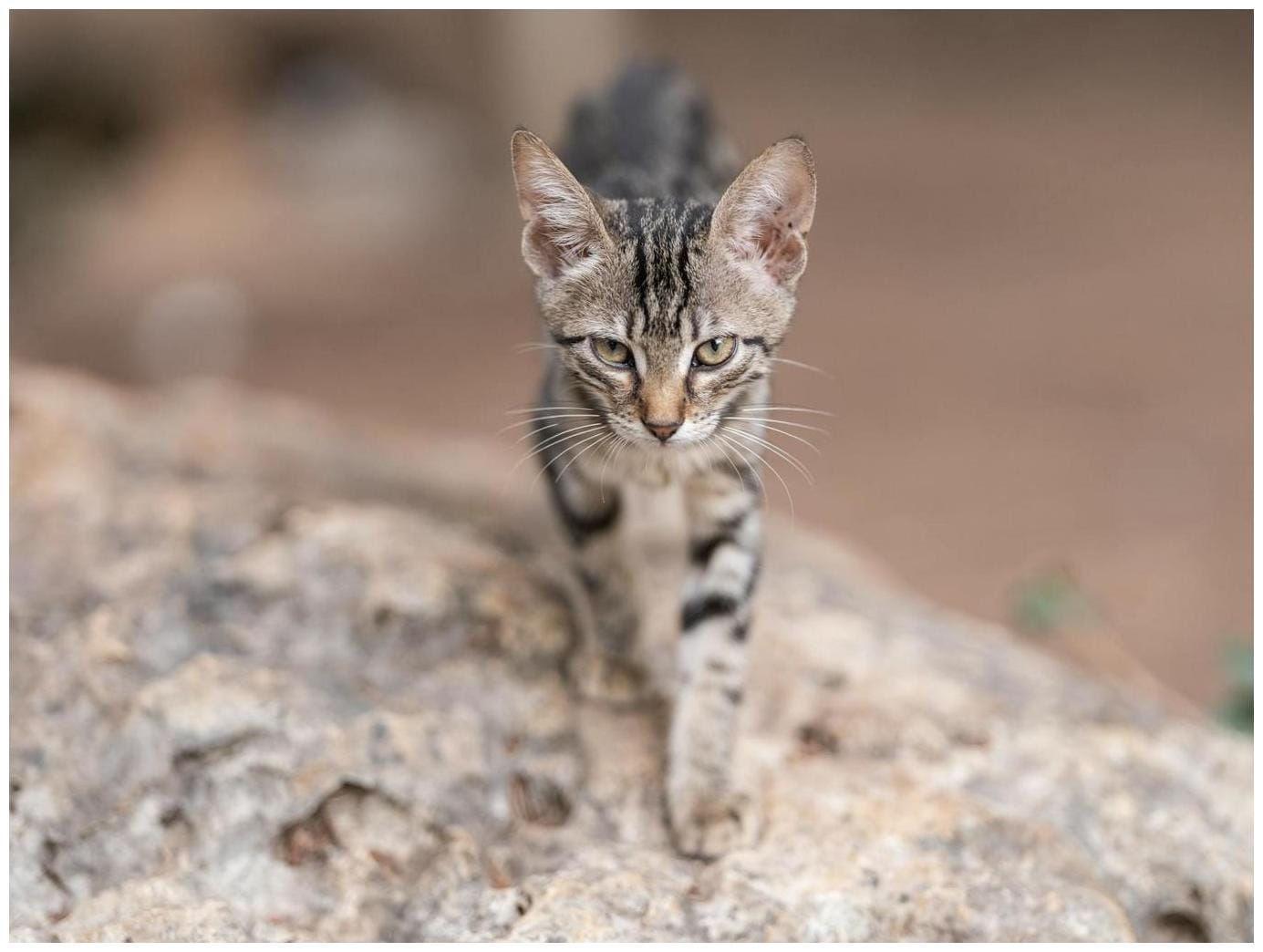 This four-eared cat is up for adoption, and the applications are rolling in - CBC