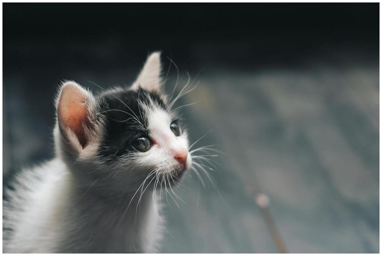 7 Amazing Perks of Free Spay Neuter Cats Programs in Camden County