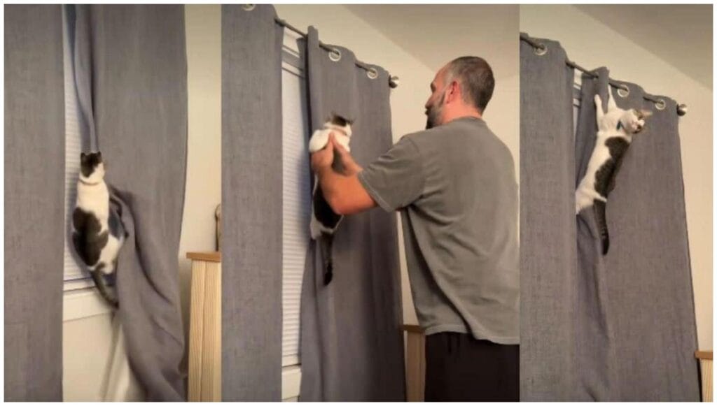 The Ultimate Funny Cat Rebel Video Guide: 7 Proven Tips for Understanding Your Cat's Hilarious Bathroom Antics