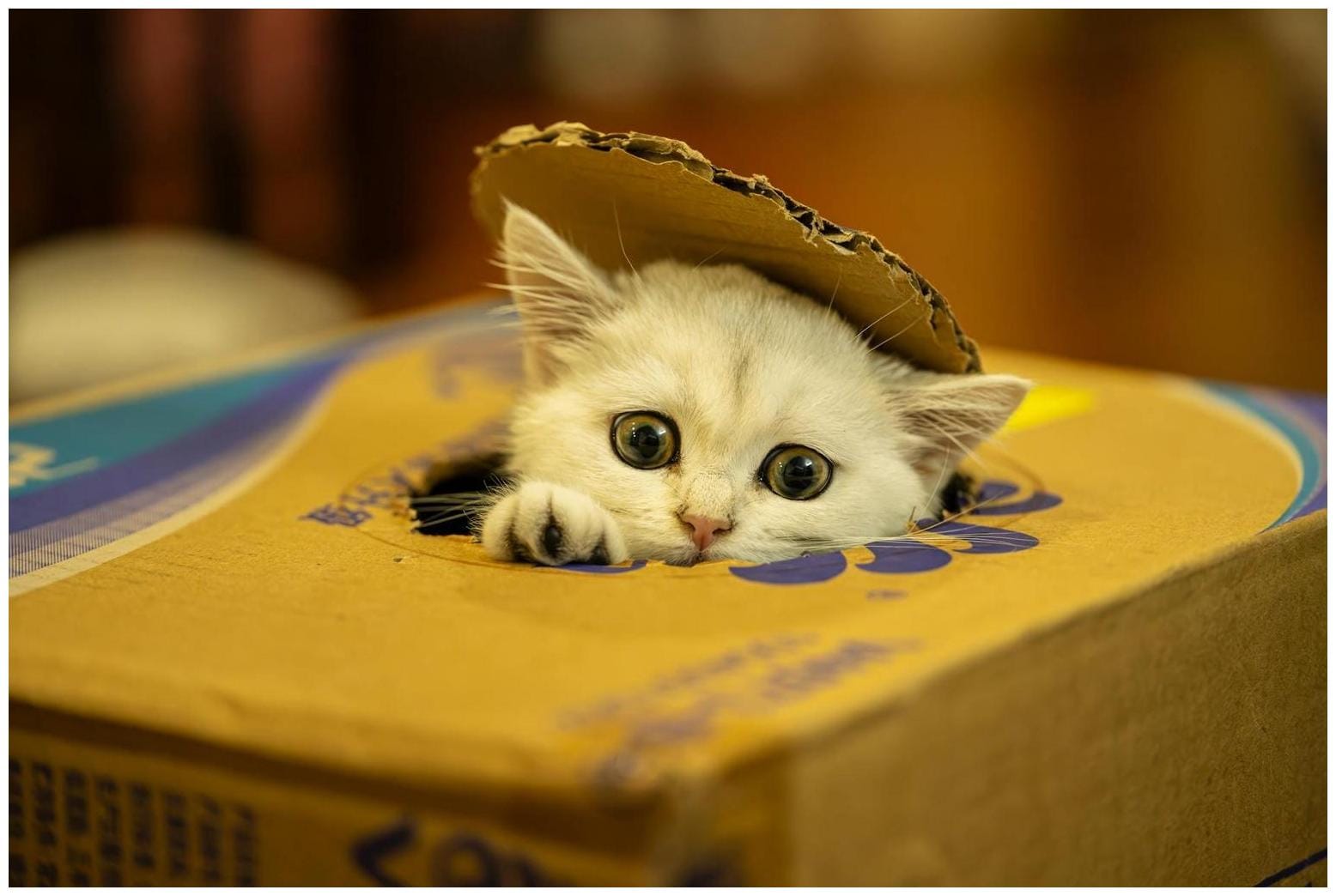 Cat Becomes a Rebel When Parents Say No in Funny Video - AOL.com