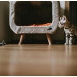 7 Purr-fectly Happy Cat Breeds for Small Apartments: Vet's Top Picks