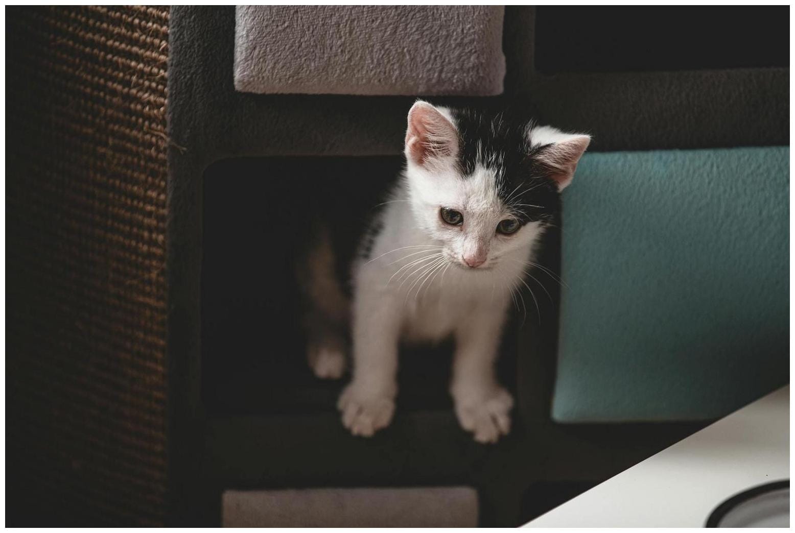 Vet Explains Which Cat Breeds Are Happiest in Small Apartments - Newsweek