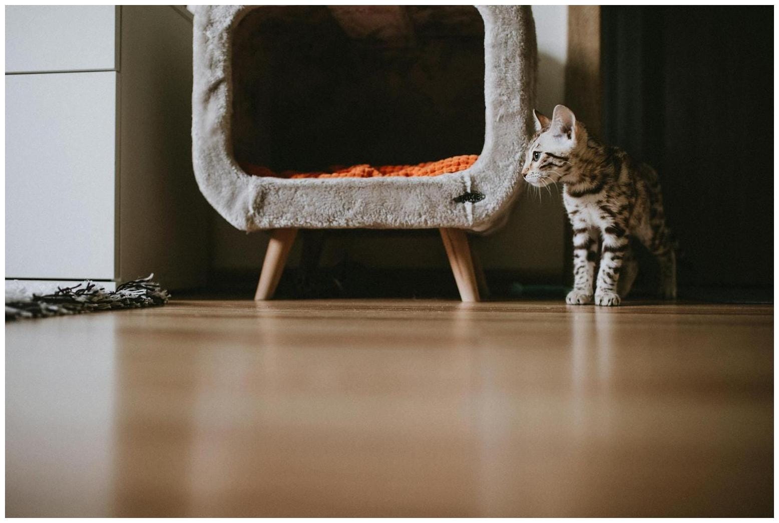 7 Purr-fectly Happy Cat Breeds for Small Apartments: Vet's Top Picks