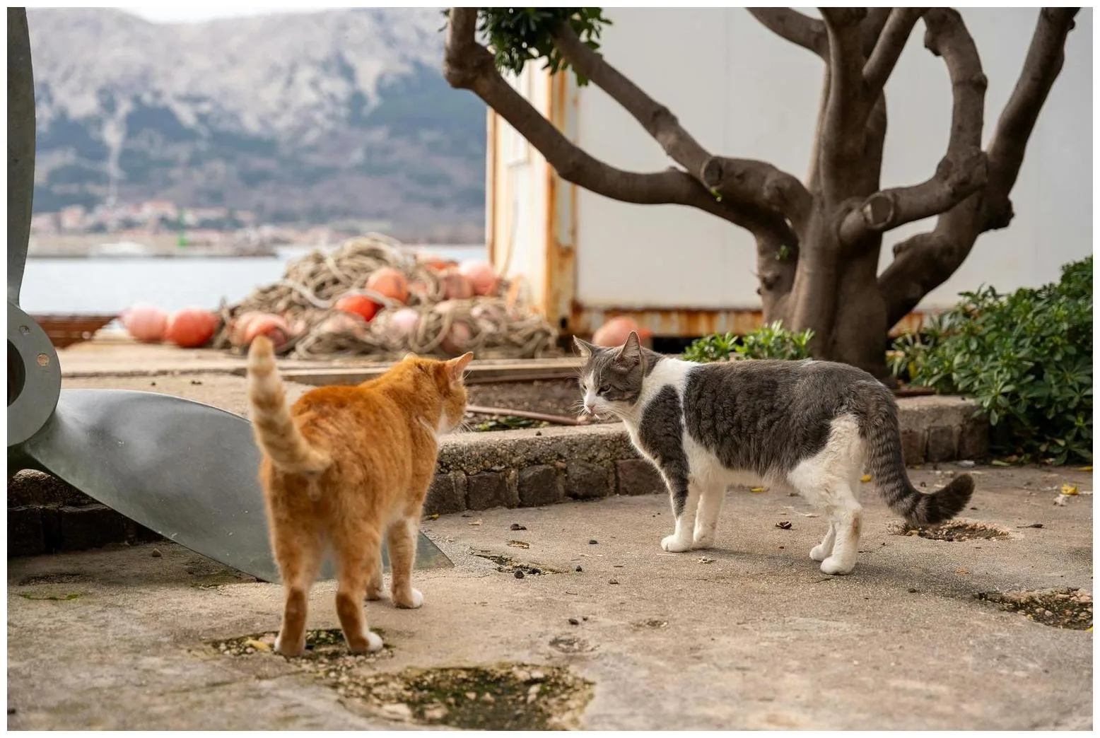 Watch Incredible Moment House Cat Decides to Square Up to Bobcat in Yard - Newsweek