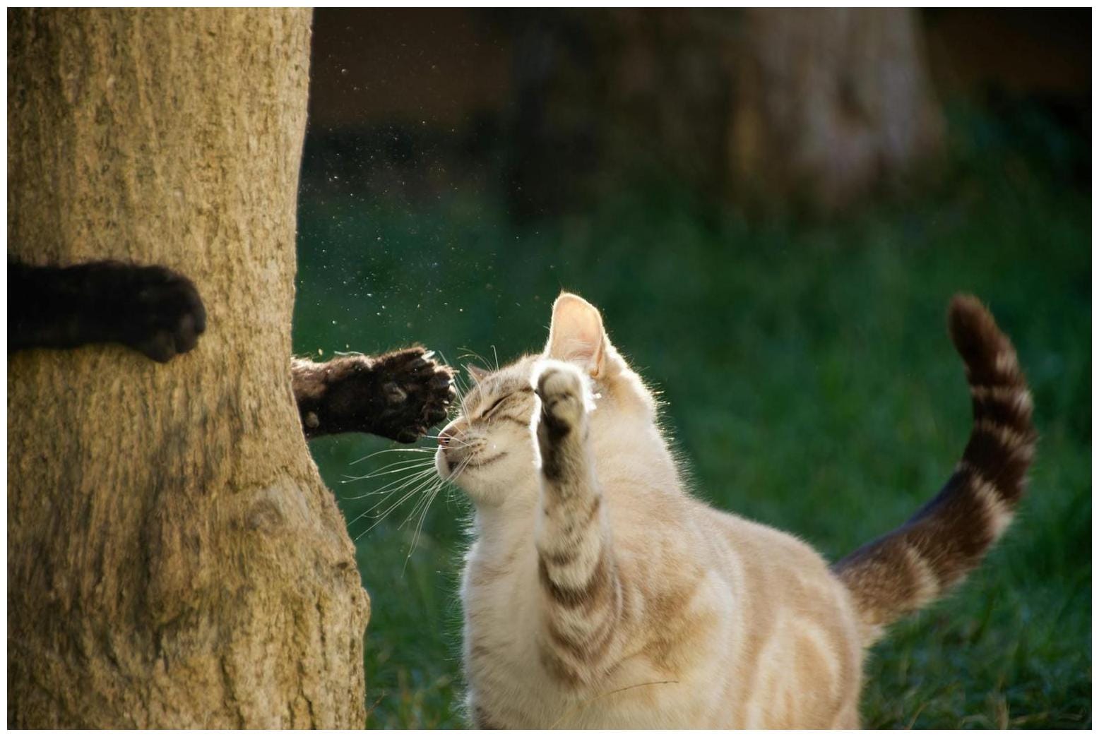 How House Cat vs Bobcat Encounters Teach Ultimate Lessons for Cat Parents (5 Key Tips)