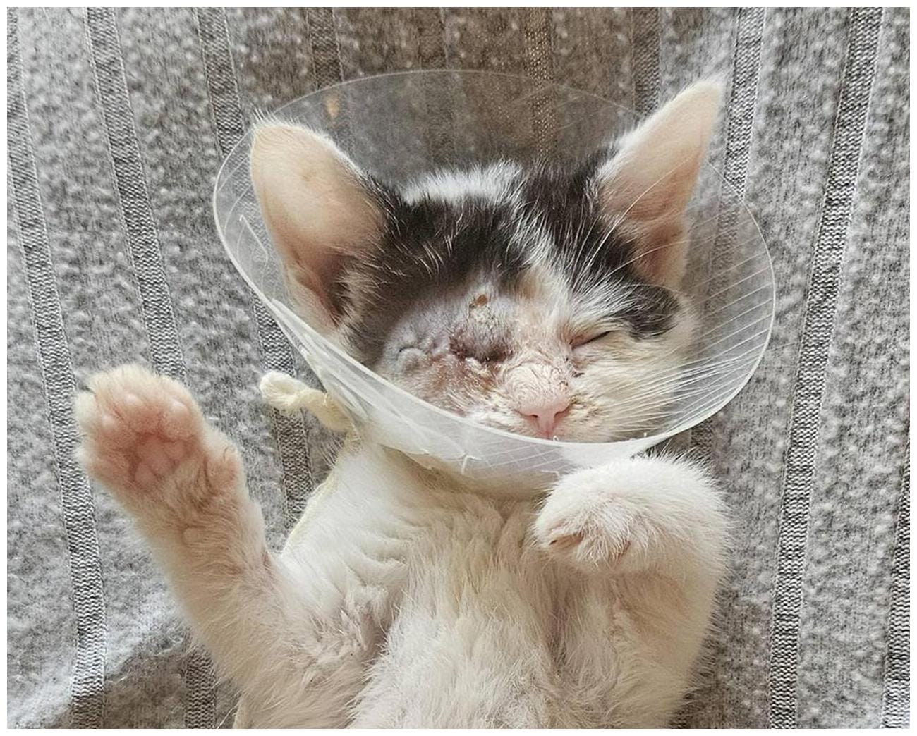 The Best Kitten Eye Removal Accident Guide: 7 Steps to Recovery