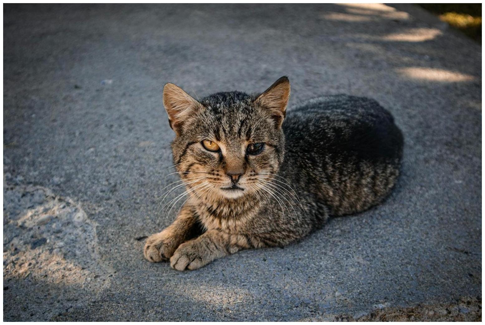 Remarkable Kitten Eye Removal Surgery: 5 Essential Care Steps for Recovery