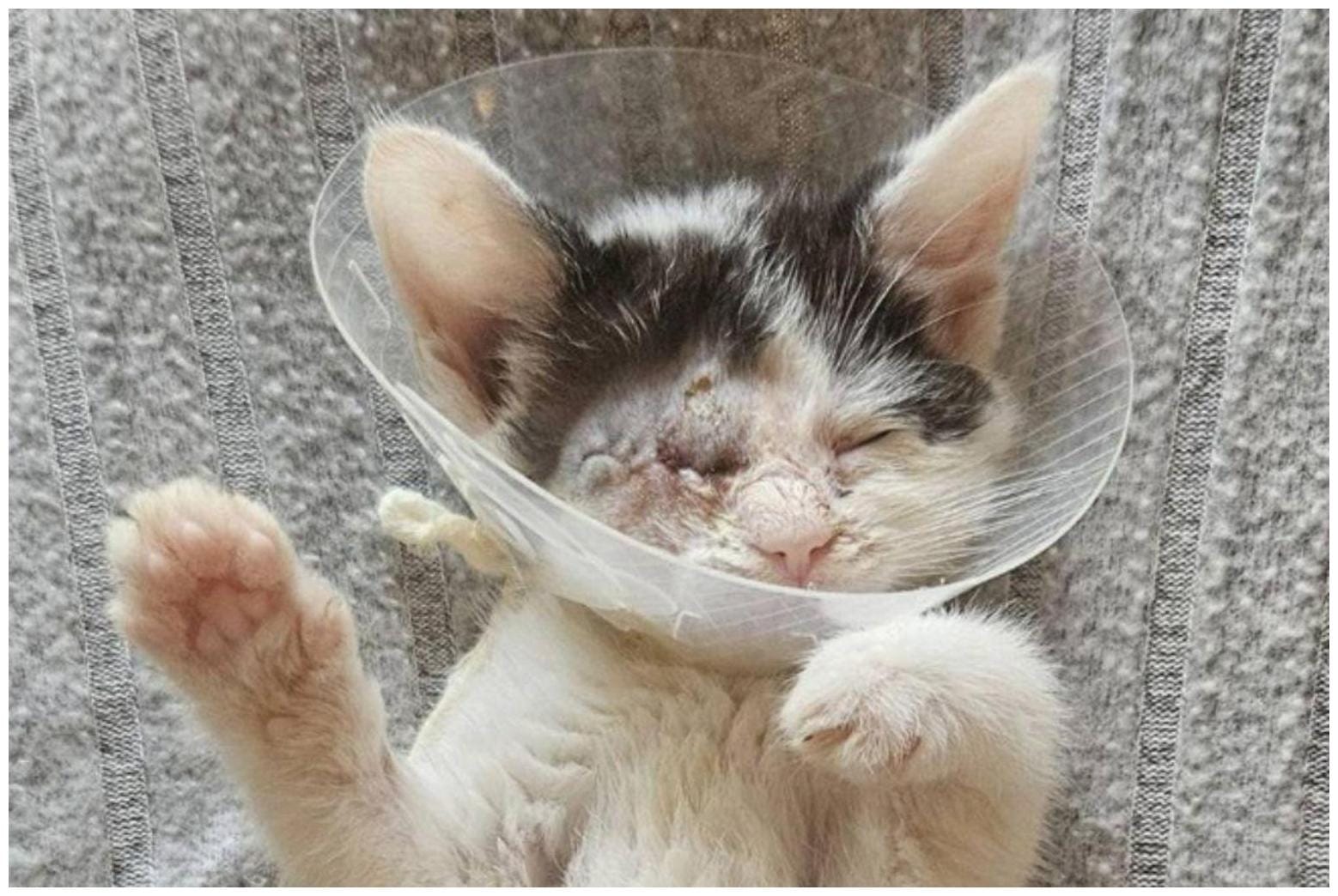 Remarkable Kitten Eye Removal Surgery: 5 Essential Care Steps for Recovery