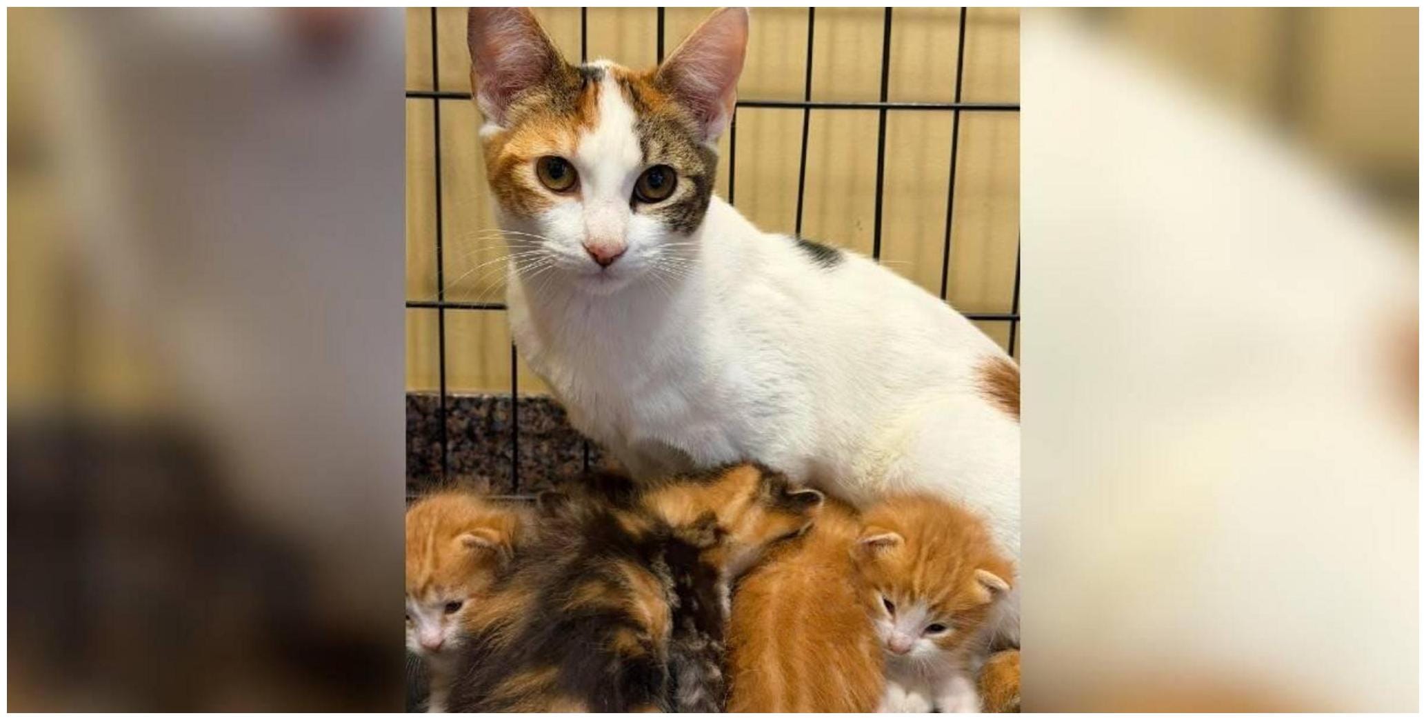 Amazing Kitten Rescue Surprise Story: 3 Litters, One Heartwarming Twist