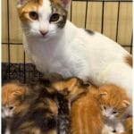 Amazing Kitten Rescue Surprise Story: 3 Litters, One Heartwarming Twist
