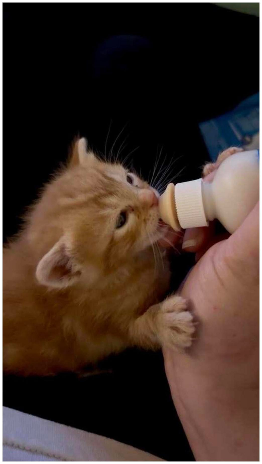 Rescuers Thought They Saved A Mama And Her Babies — The Truth Surprises Them - The Dodo