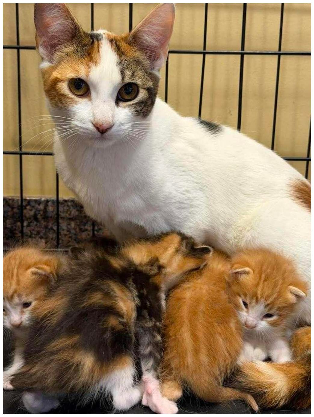 Amazing Kitten Rescue Surprise Story: 3 Litters, One Heartwarming Twist