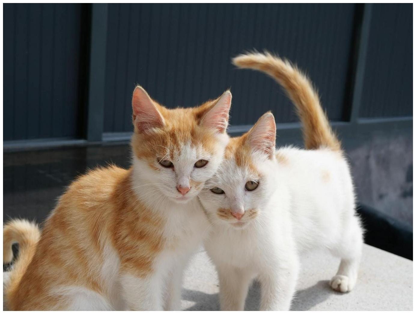 Kitten Season Animal Shelter: 7 Essential Ways You Can Help Today