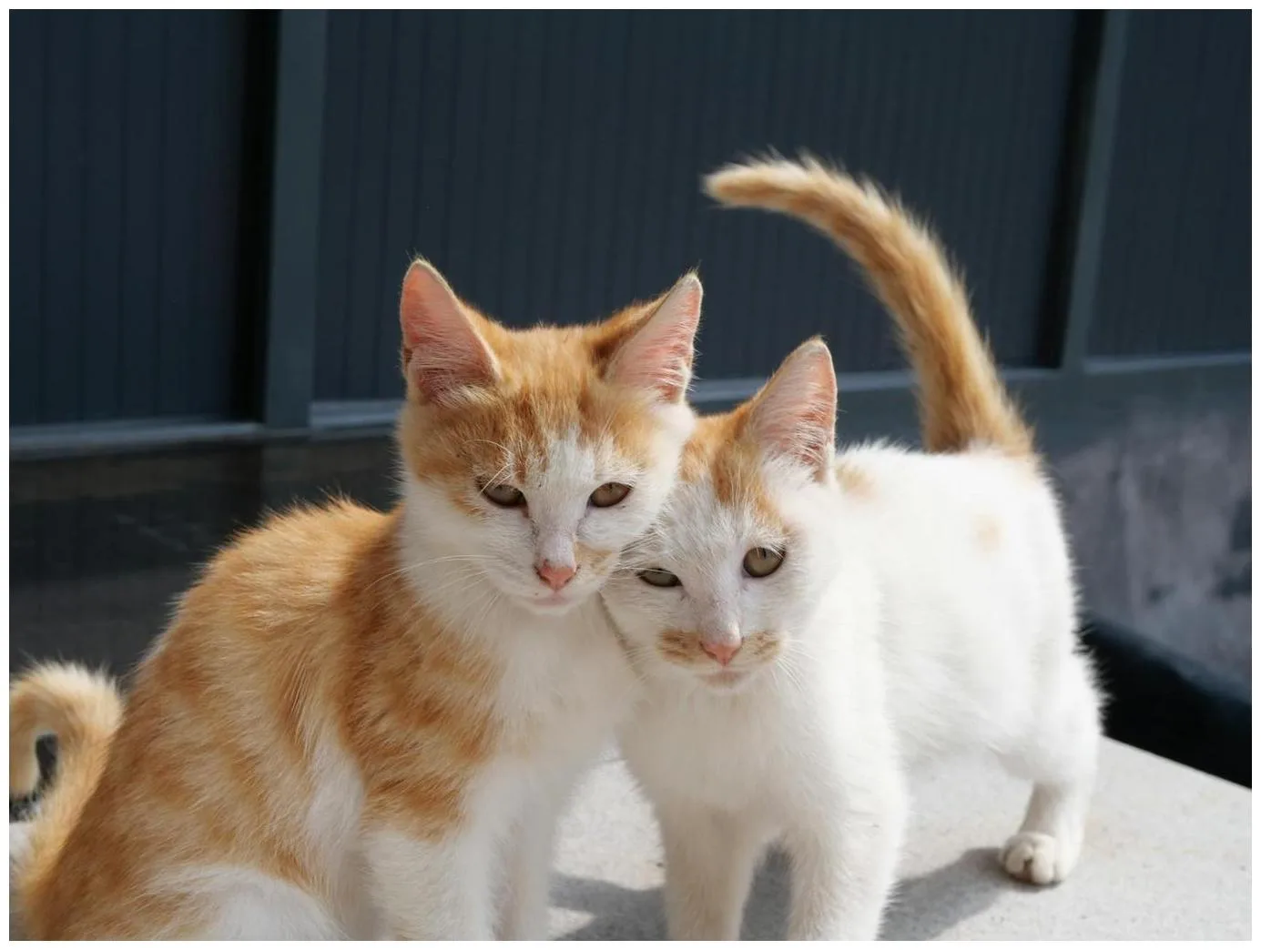 Kitten Season Animal Shelter: 7 Essential Ways You Can Help Today