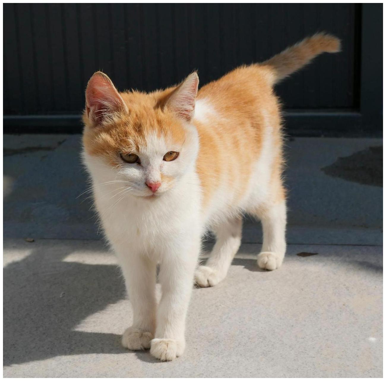 “Kitten season” brings new needs to animal shelter - Branson Tri-Lakes News