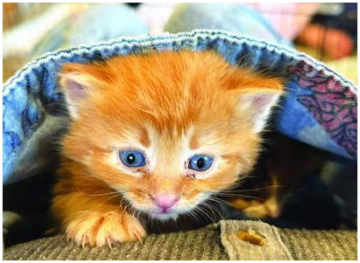 Kitten Season Animal Shelter: 7 Essential Ways You Can Help Today