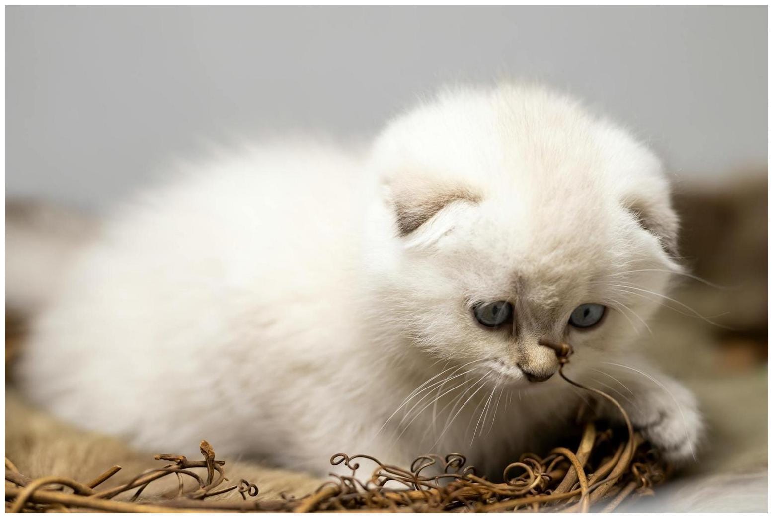 Amazing Kittens of the Week Tillamook: Meet 7 Little Rascals Ready for You