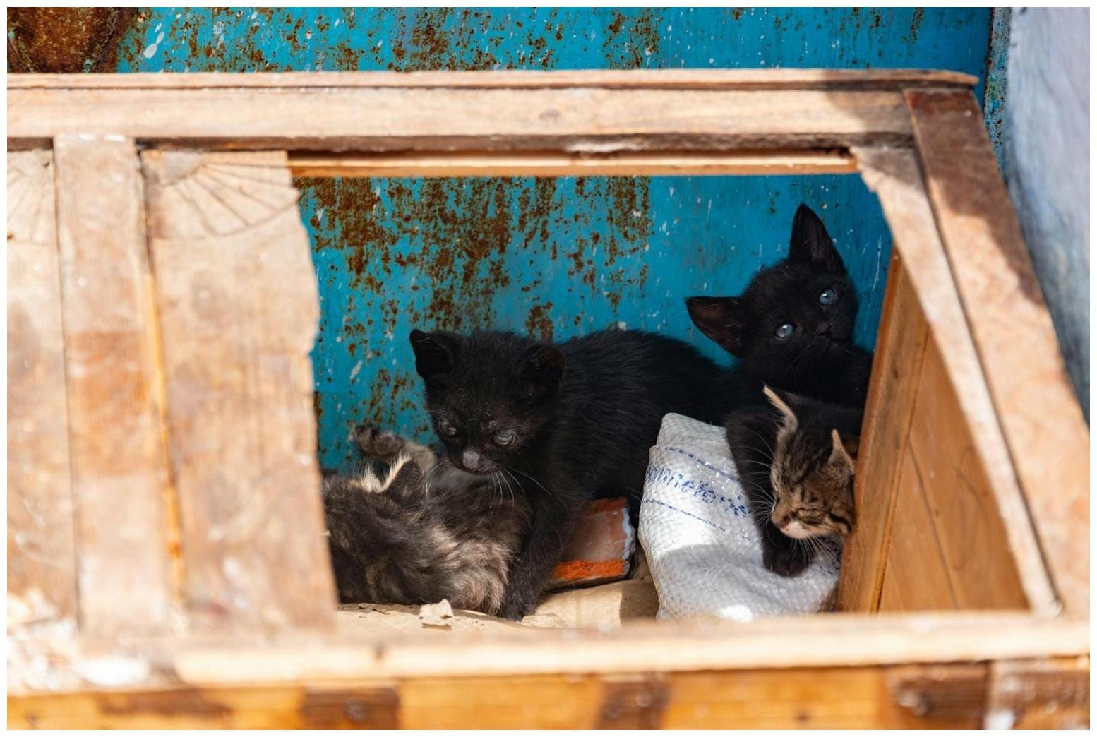 Amazing Kittens of the Week Tillamook: Meet 7 Little Rascals Ready for You