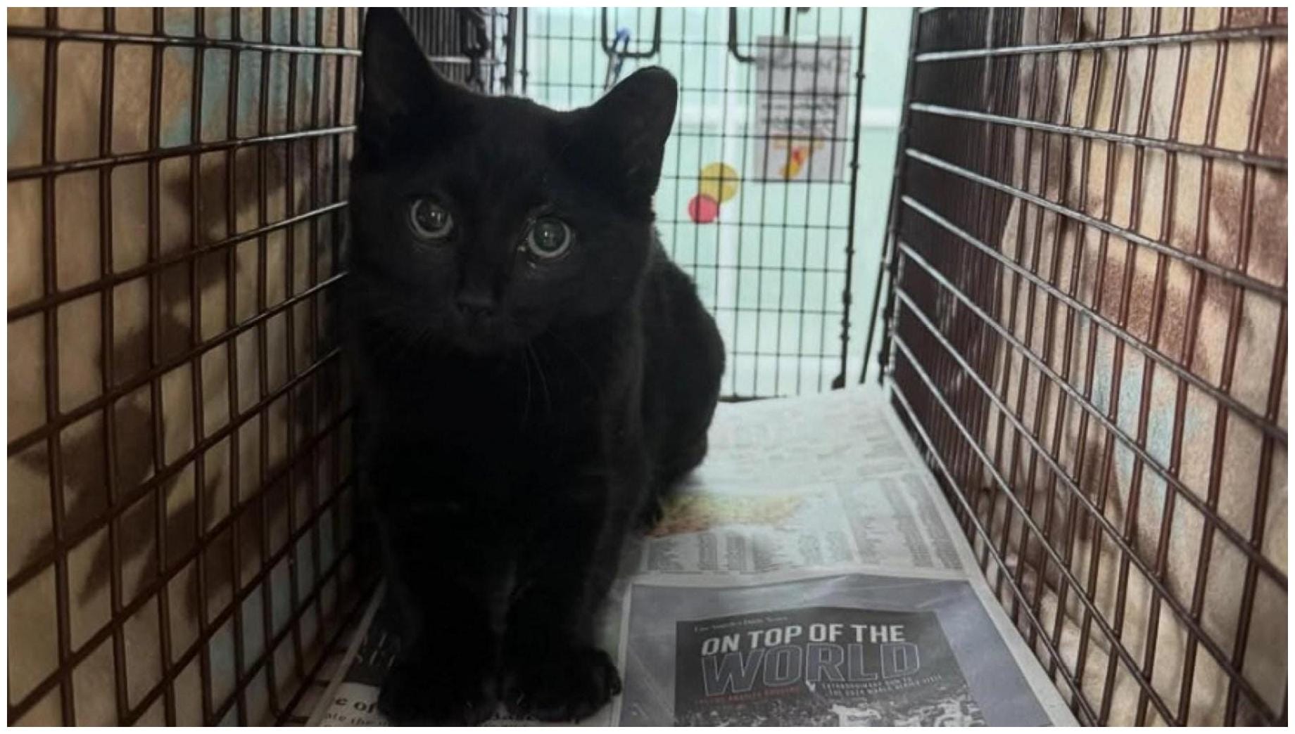 The Ultimate Little Lion Cat Workshop: 7 Essential Tips for Caring for Neighborhood Cats