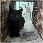 The Ultimate Little Lion Cat Workshop: 7 Essential Tips for Caring for Neighborhood Cats