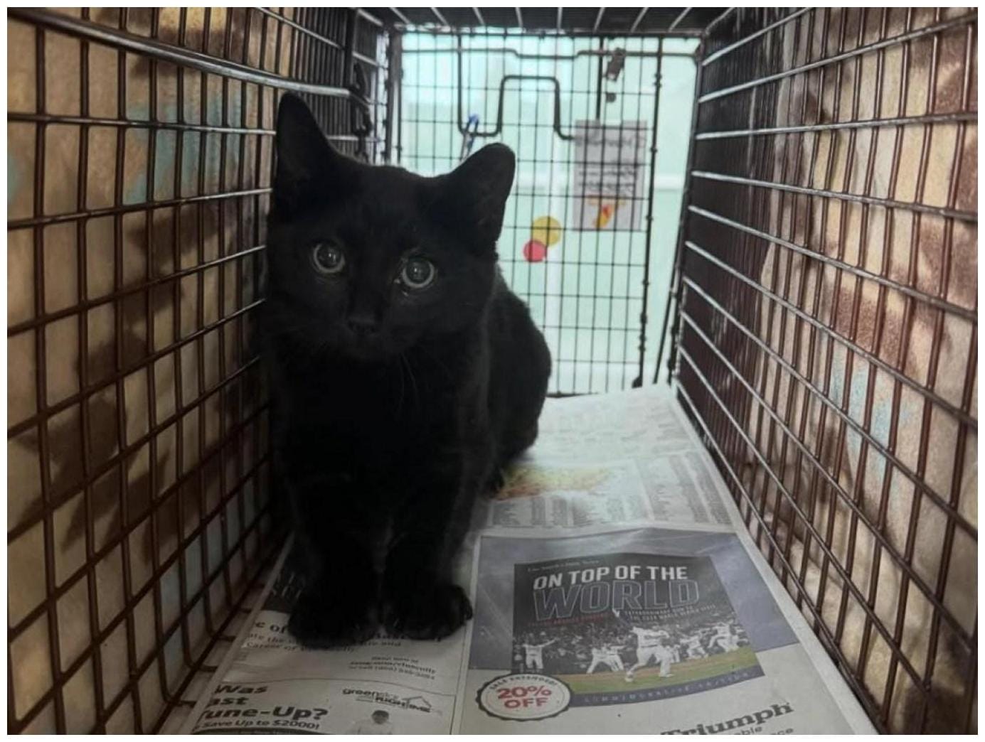 For a Good Cause: Learn how to care for neighborhood cats at this Little Lion Foundation workshop - Long Beach Press-Telegram