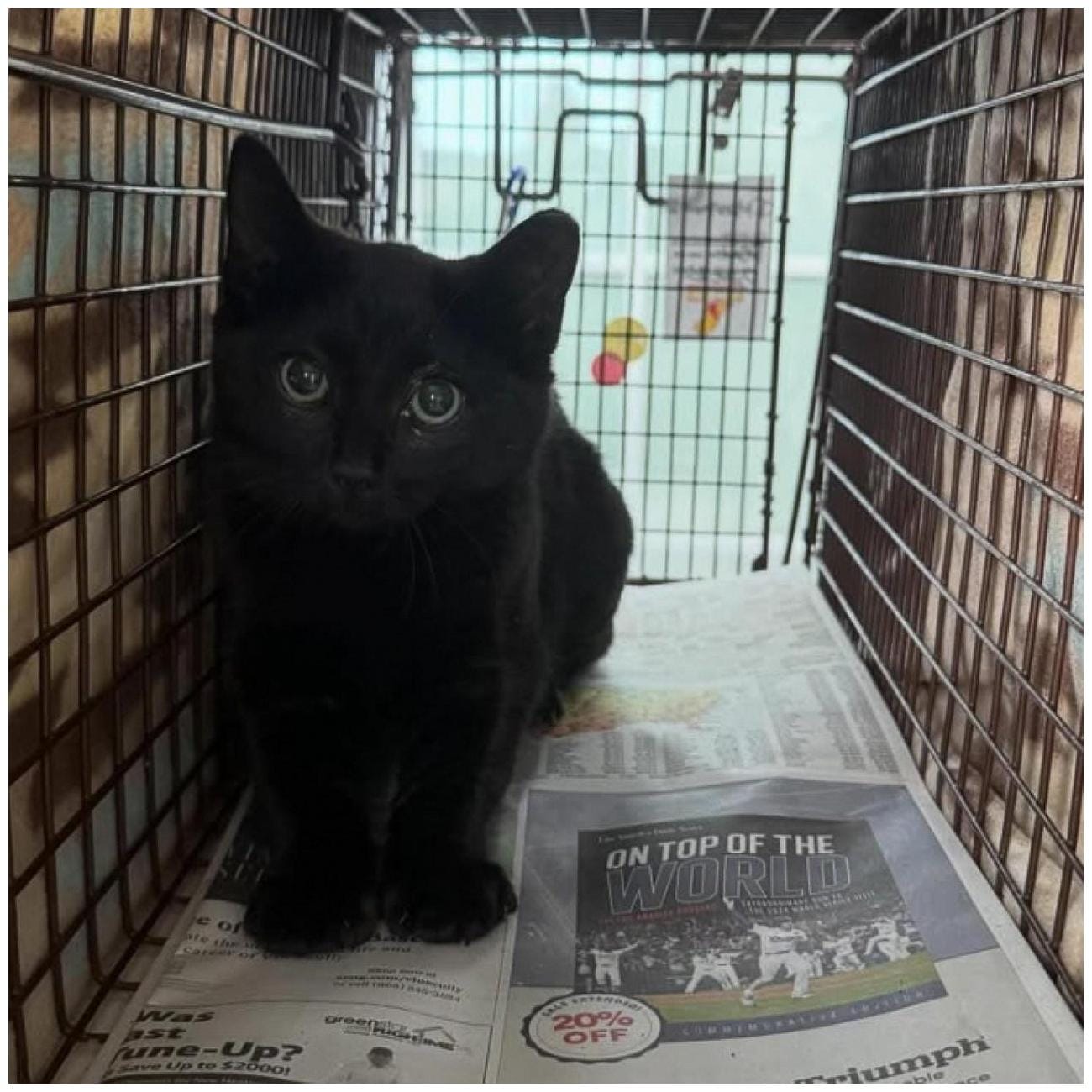 The Ultimate Little Lion Cat Workshop: 7 Essential Tips for Caring for Neighborhood Cats