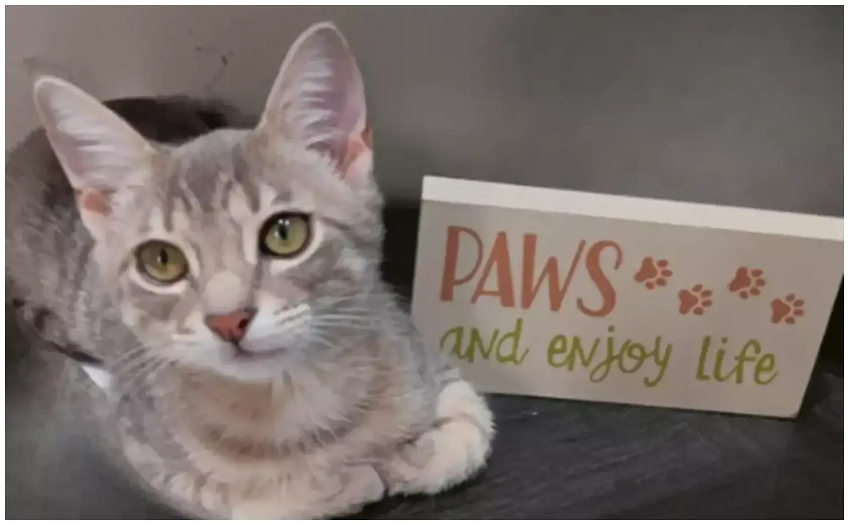 Amazing Lufkin Cat Contest: 7 Ways Your Vote Helps Local Shelters