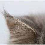 Maine Coon Kittens: The Complete Growth Journey from Fluffy Balls to Majestic Giants