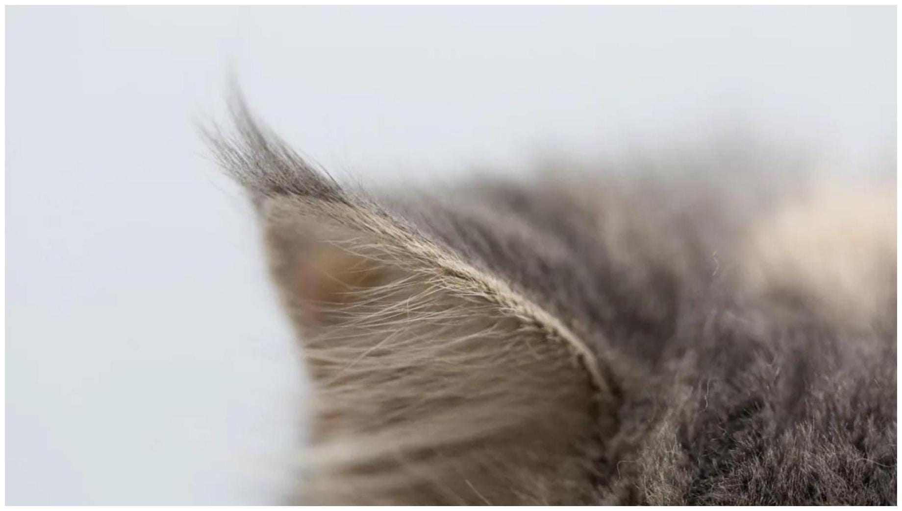 Maine Coon Kittens Go From Tiny Fluff Balls to Regal Giants in Just 6 Weeks - Yahoo