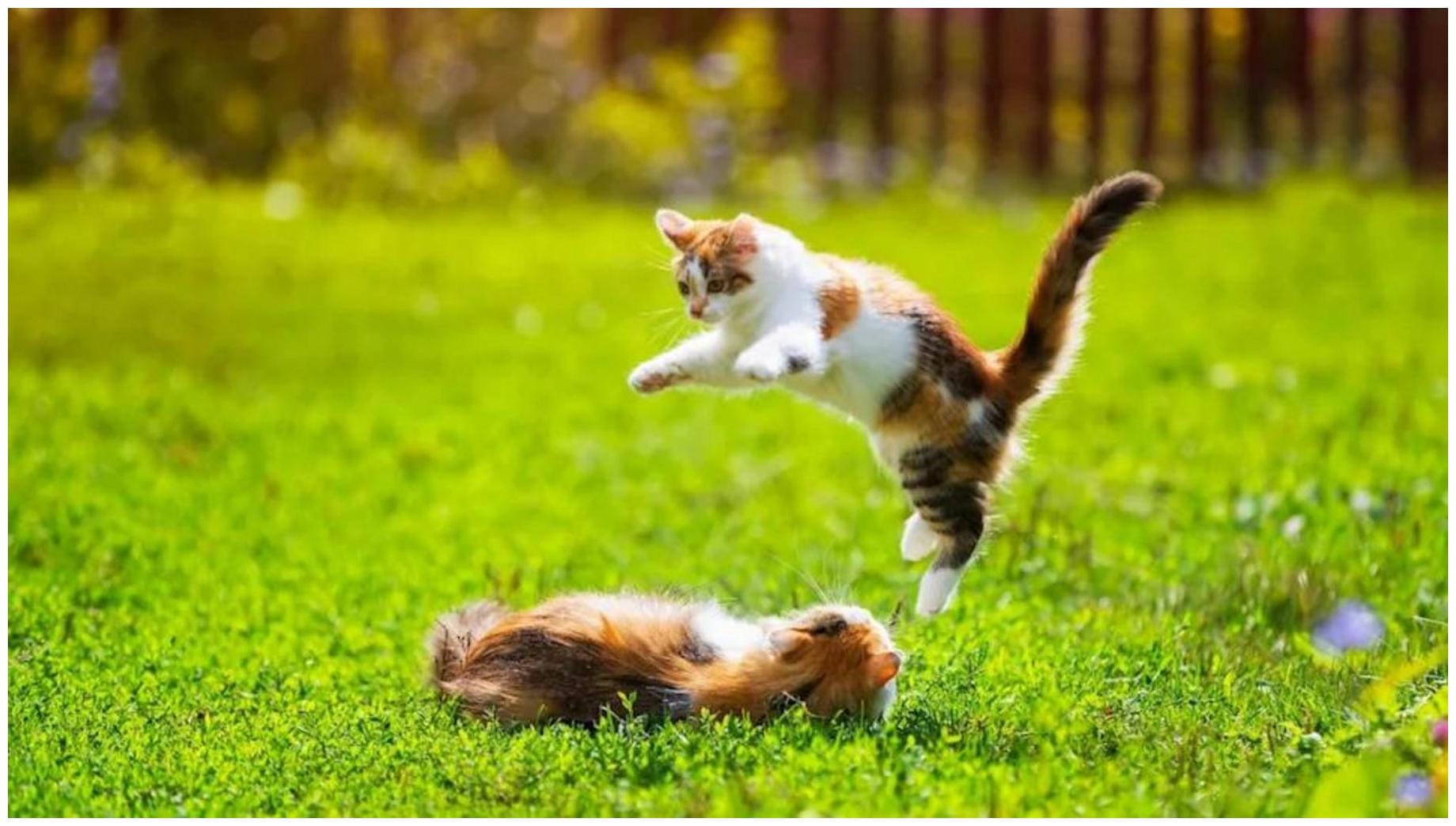 Amazing Maine Coon Ragdoll Kittens Playing: 7 Insights into Their 'Tough Love'
