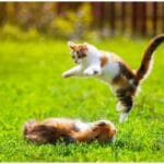 Amazing Maine Coon Ragdoll Kittens Playing: 7 Insights into Their 'Tough Love'